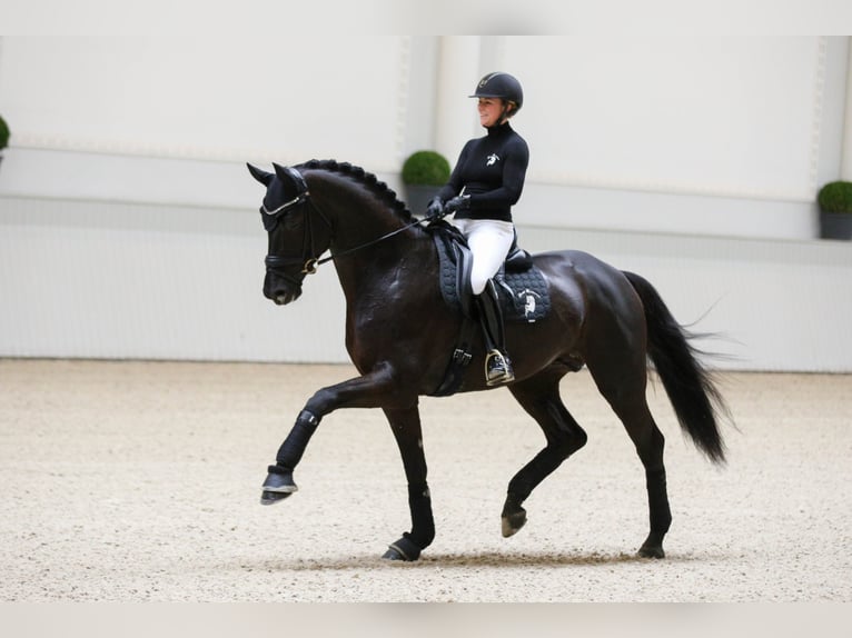 MARACANÁ Westphalian Stallion in Werder