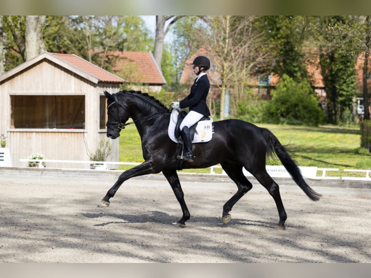 MARACANÁ Westphalian Stallion in Werder