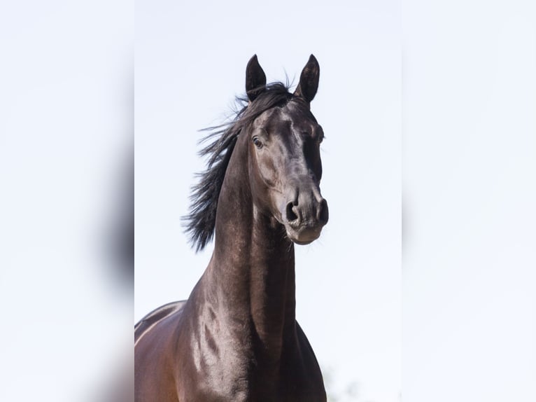 MARACANÁ Westphalian Stallion in Werder