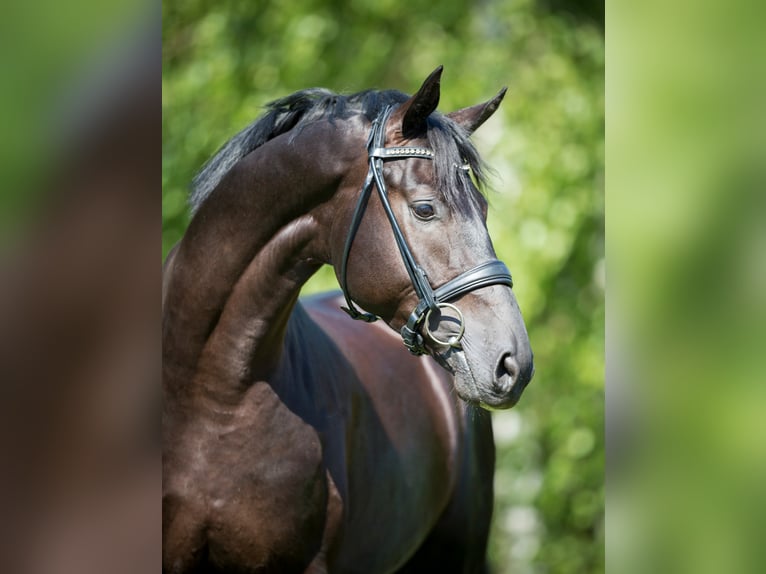 MARACANÁ Westphalian Stallion in Werder