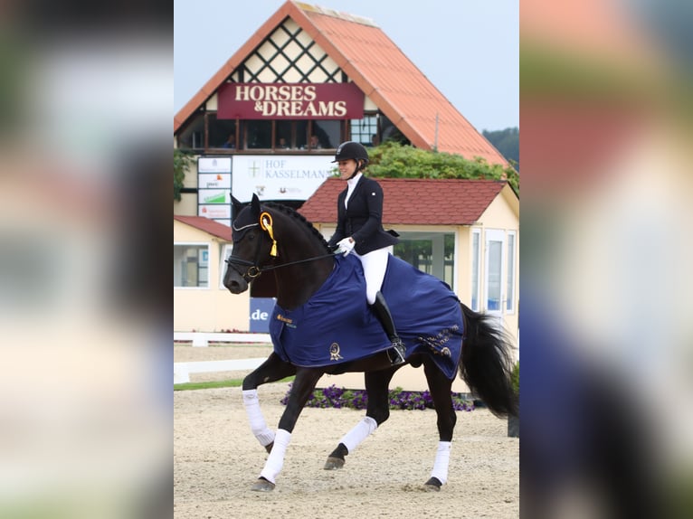 MARACANÁ Westphalian Stallion in Werder