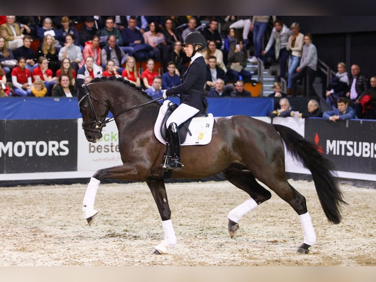 MARACANÁ Westphalian Stallion in Werder