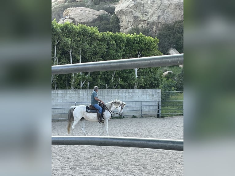 Mare for lease