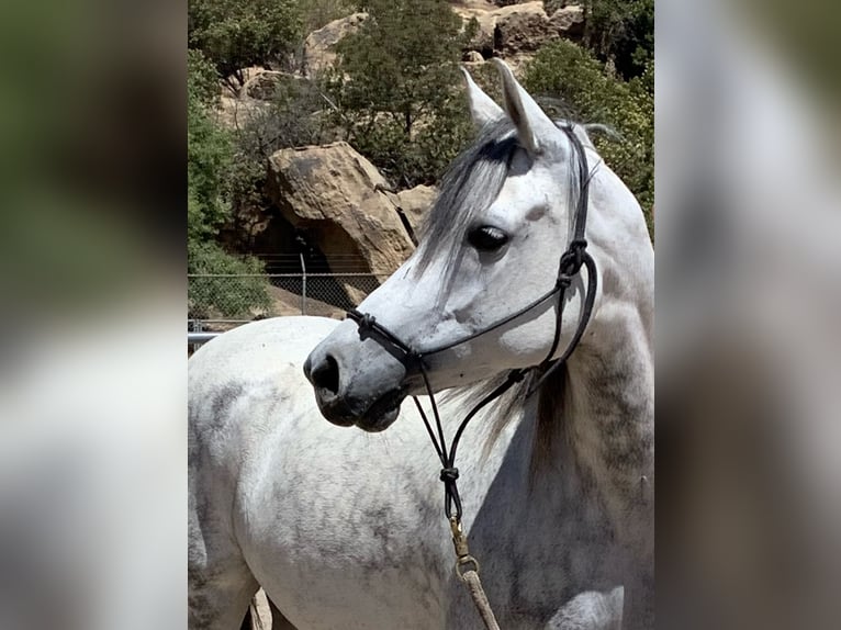 Mare for lease