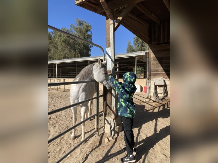 Mare for lease