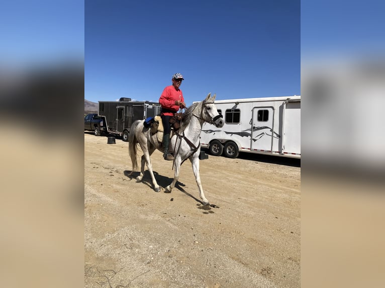 Mare for lease