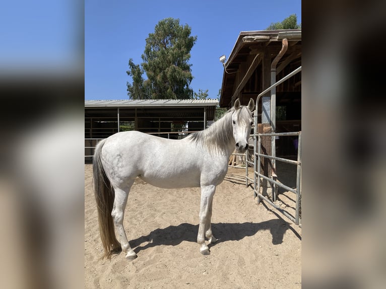 Mare for lease
