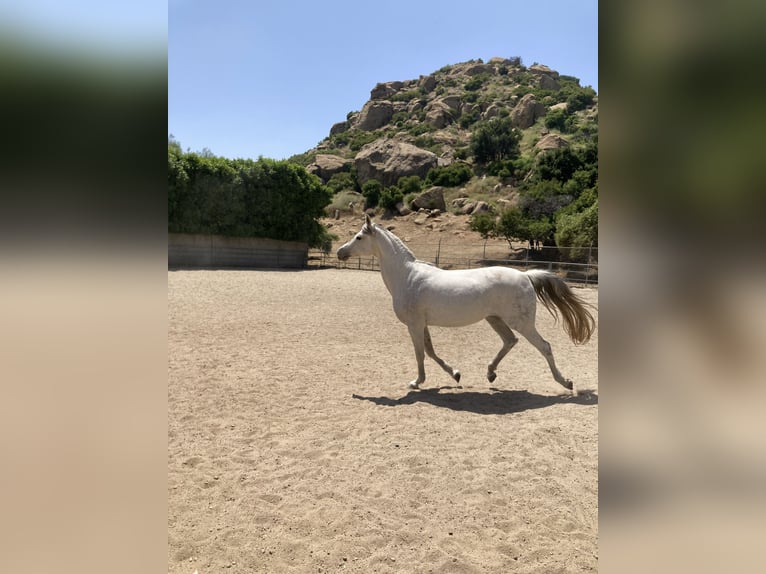 Mare for lease