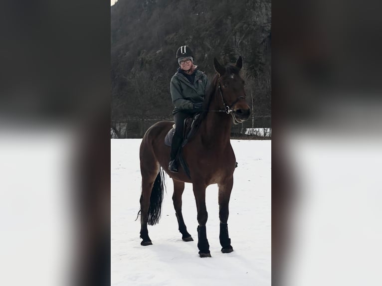 Maremmano Mestizo Caballo castrado 15 años 178 cm Castaño in Cama