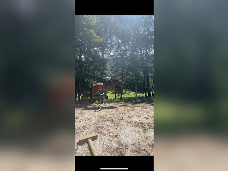 Maremmano Mestizo Caballo castrado 15 años 178 cm Castaño in Cama