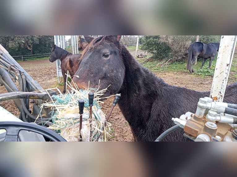 Maremmano Caballo castrado 3 años 165 cm Castaño oscuro in Grosseto