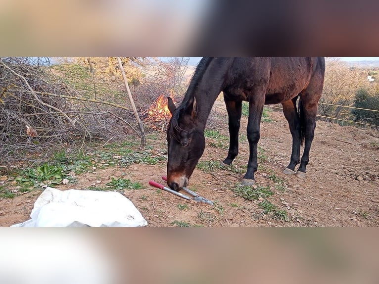 Maremmano Caballo castrado 3 años 165 cm Castaño oscuro in Grosseto