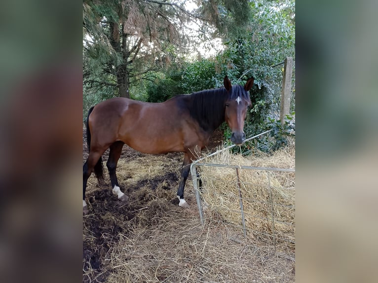 Maremmano Caballo castrado 6 años 175 cm Castaño in Sutri