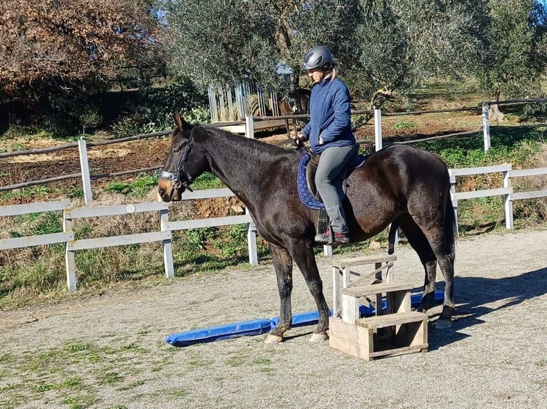 Maremmano Castrone 5 Anni 161 cm Baio nero in Istia D'Ombrone