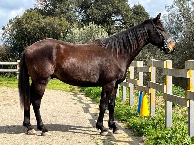 Maremmano Castrone 5 Anni 161 cm Baio nero in Istia D'Ombrone
