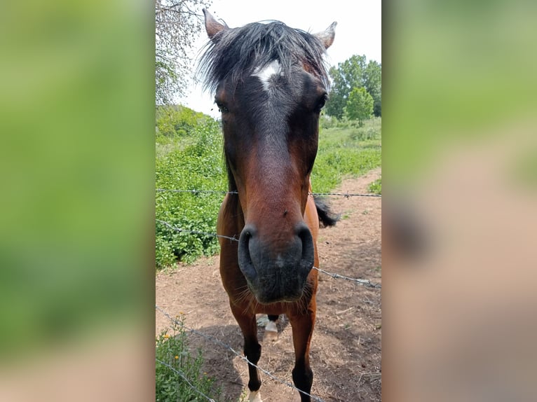 Maremmano Castrone 6 Anni 175 cm Baio in Sutri