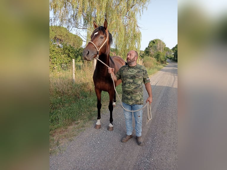 Maremmano Castrone 6 Anni 175 cm Baio in Sutri