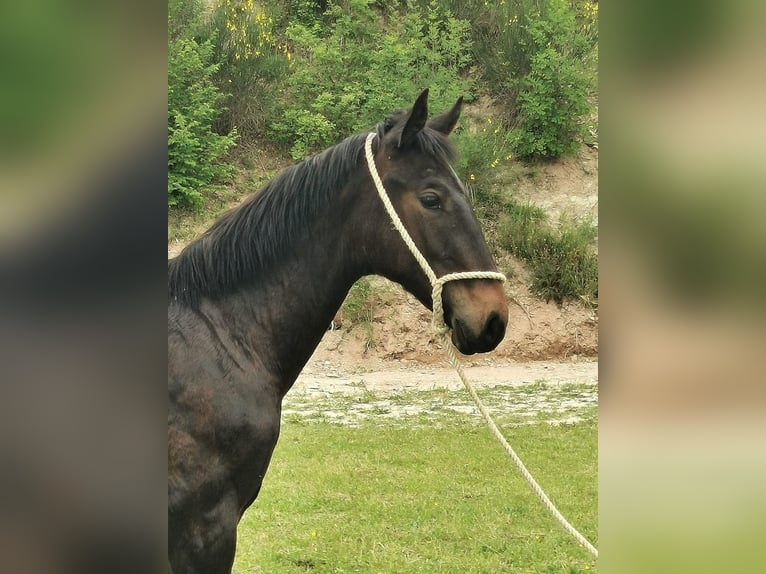 Maremmano Étalon 1 Année Bai brun in Serra sant&#39;abbondio