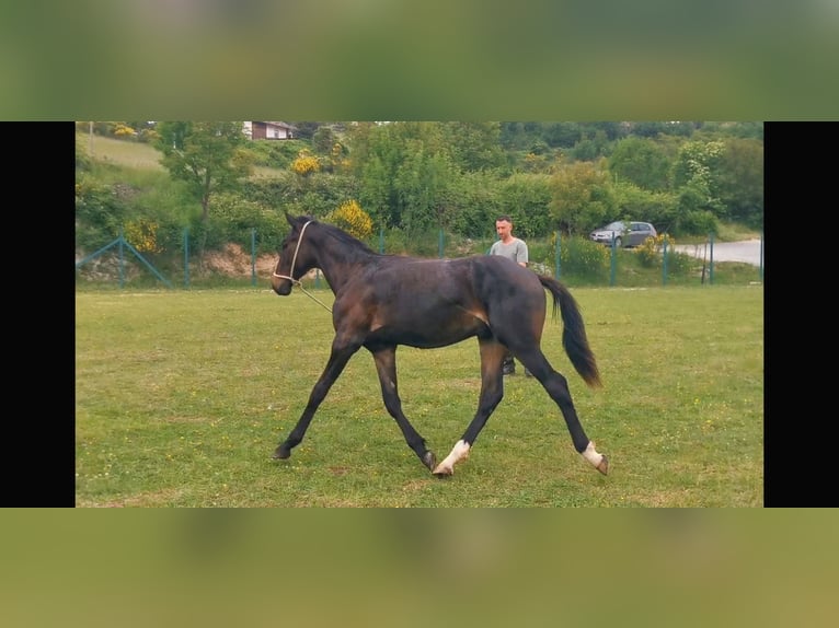 Maremmano Étalon 1 Année Bai brun in Serra sant&#39;abbondio