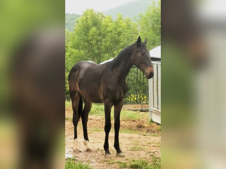 Maremmano Étalon 1 Année Bai brun in Serra sant&#39;abbondio