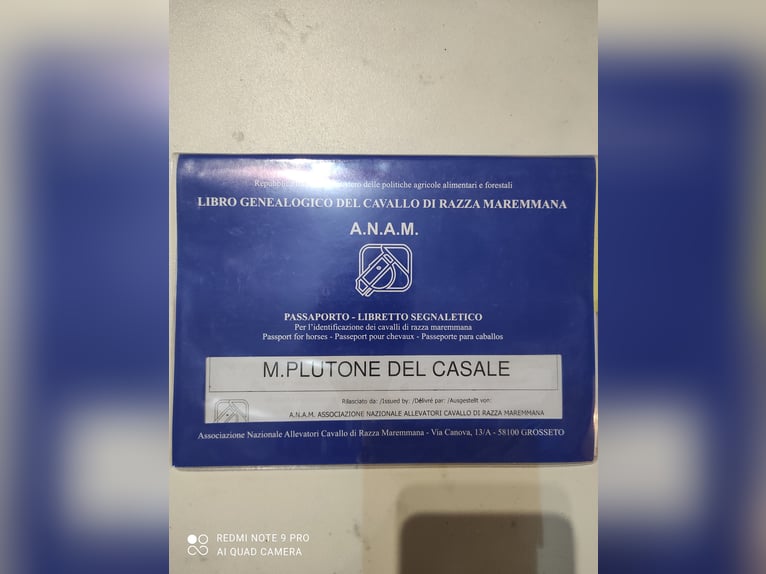 Maremmano Étalon 2 Ans 170 cm Bai brun in Le Mosse