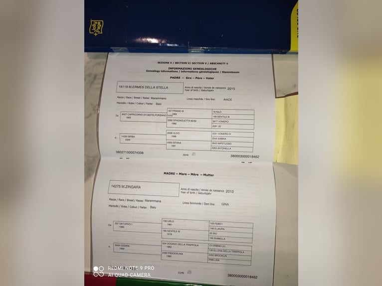 Maremmano Étalon 2 Ans 170 cm Bai brun in Le Mosse