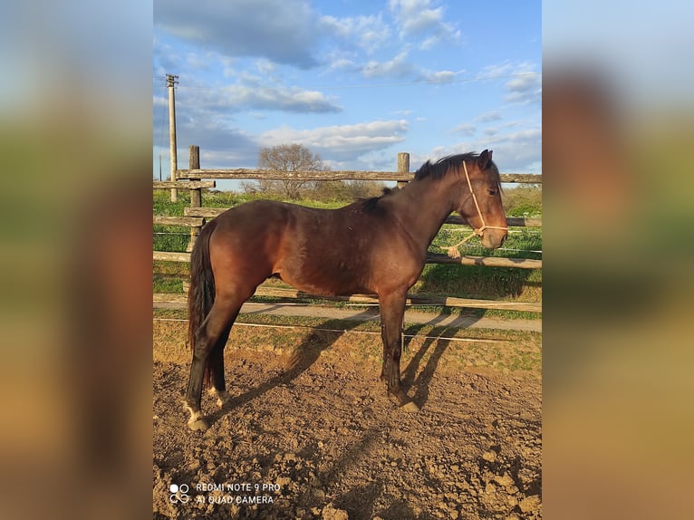 Maremmano Étalon 2 Ans 170 cm Bai brun in Le Mosse