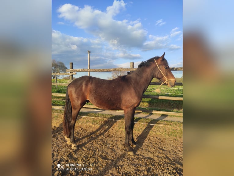 Maremmano Étalon 2 Ans 170 cm Bai brun in Le Mosse