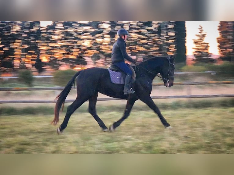 Maremmano Étalon 7 Ans 169 cm Bai brun foncé in Magliano in Toscana