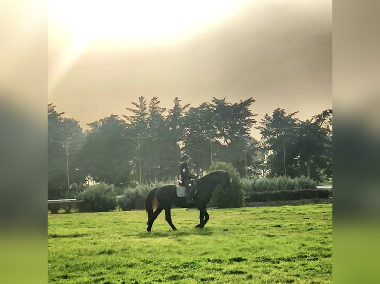 Maremmano Étalon 7 Ans 169 cm Bai brun foncé in Magliano in Toscana