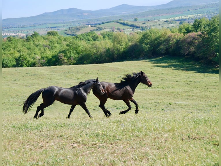 Maremmano Étalon 7 Ans 169 cm Bai brun foncé in Magliano in Toscana