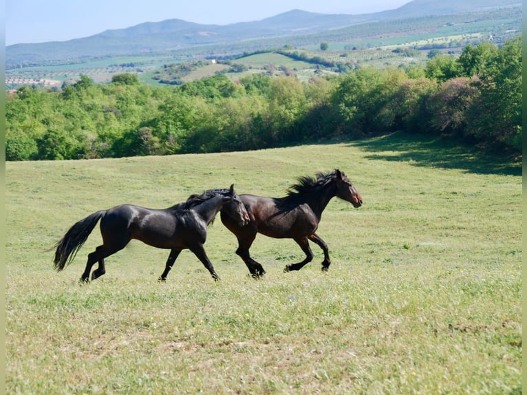 Maremmano Étalon 9 Ans 169 cm Bai brun foncé in Magliano in Toscana