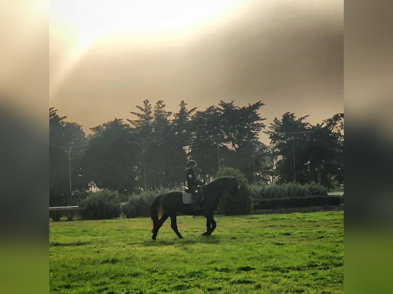 Maremmano Étalon 9 Ans 169 cm Bai brun foncé in Magliano in Toscana