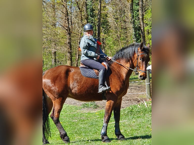 Maremmano Mix Gelding 15 years 17.1 hh Brown in Cama