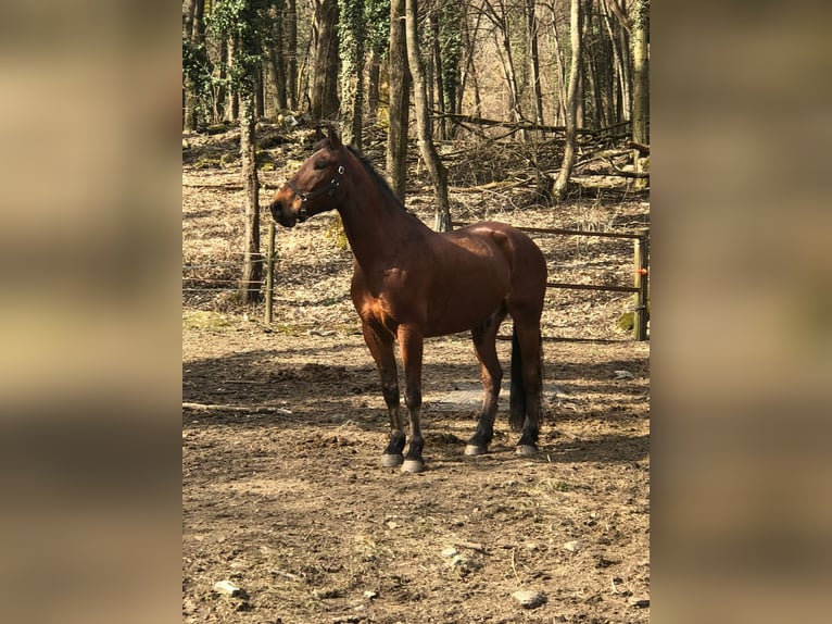 Maremmano Mix Gelding 15 years 17.1 hh Brown in Cama