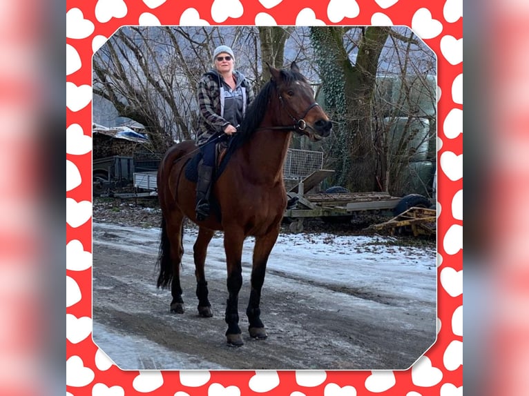 Maremmano Mix Gelding 15 years 17,1 hh Brown in Cama