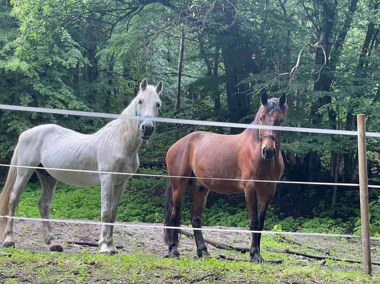 Maremmano Mix Gelding 15 years 17,1 hh Brown in Cama