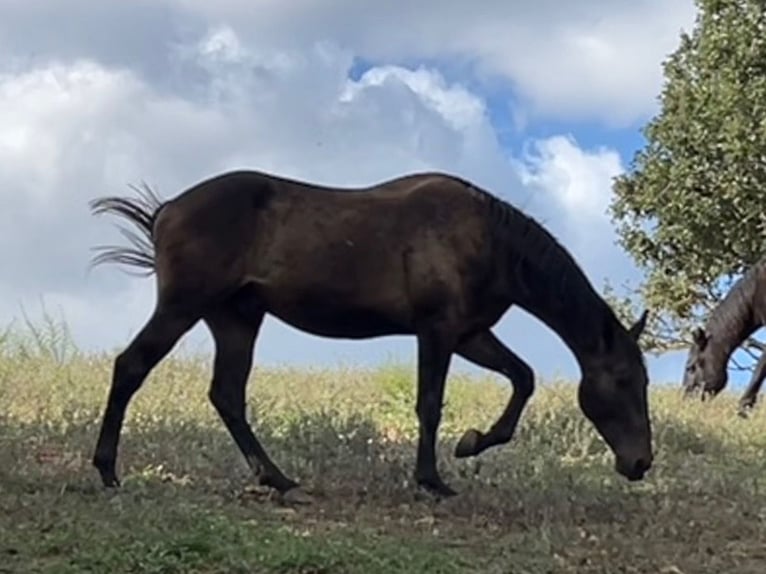 Maremmano Gelding 3 years 16 hh Bay-Dark in Grosseto