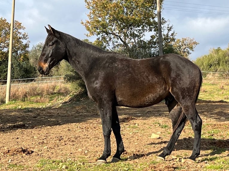 Maremmano Gelding 3 years 16 hh Bay-Dark in Grosseto