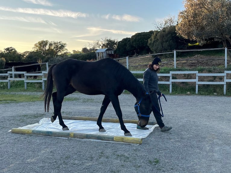 Maremmano Gelding 3 years 16 hh Bay-Dark in Grosseto