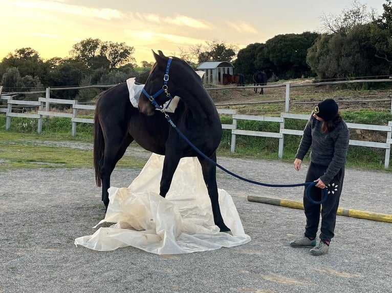 Maremmano Gelding 3 years 16 hh Bay-Dark in Grosseto