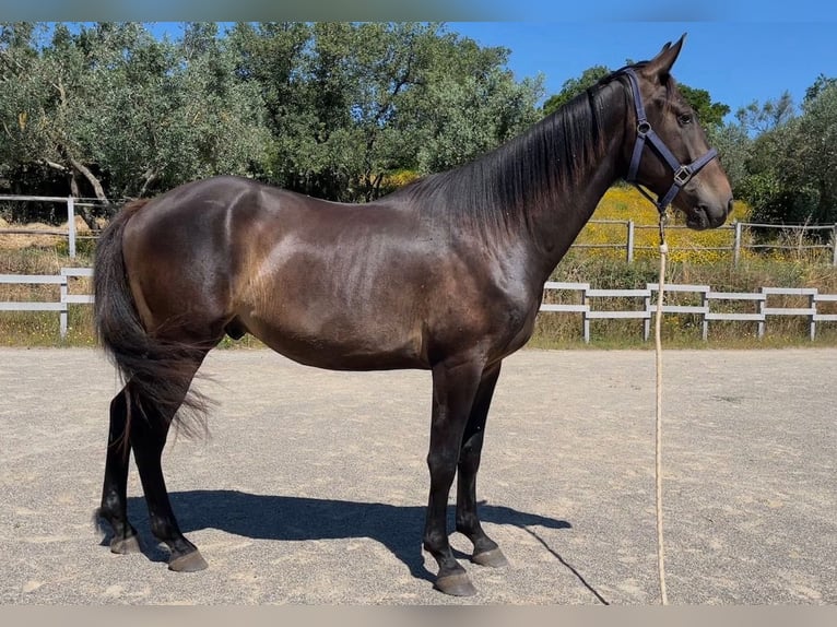 Maremmano Gelding 3 years 16 hh Bay-Dark in Grosseto