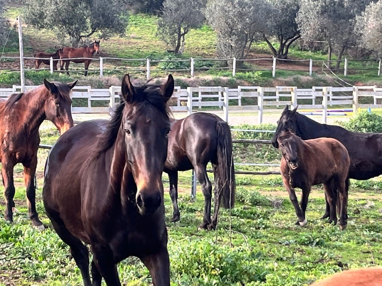 Maremmano Gelding 5 years 15,2 hh Smoky-Black in Istia D'Ombrone