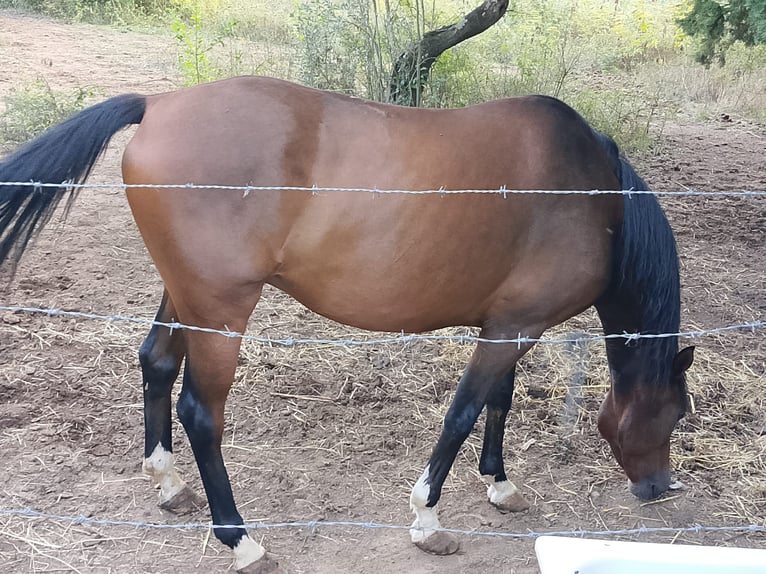 Maremmano Gelding 6 years 17 hh Brown in Sutri