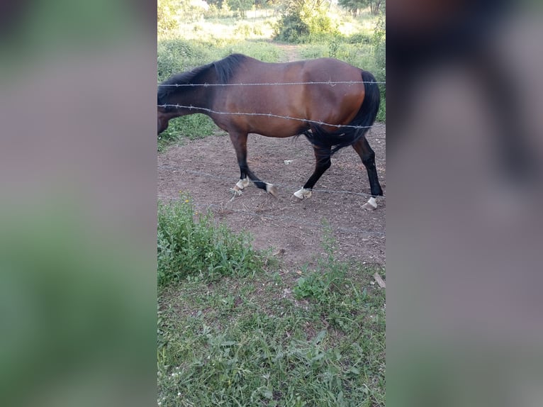 Maremmano Gelding 7 years 17 hh Brown in Sutri