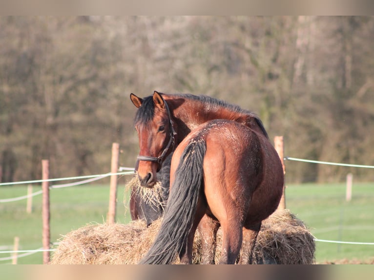 Maremmano Gelding 8 years 16,2 hh Brown in Morsbach