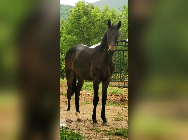 Maremmano Hengst 1 Jaar Donkerbruin in Serra sant&#39;abbondio