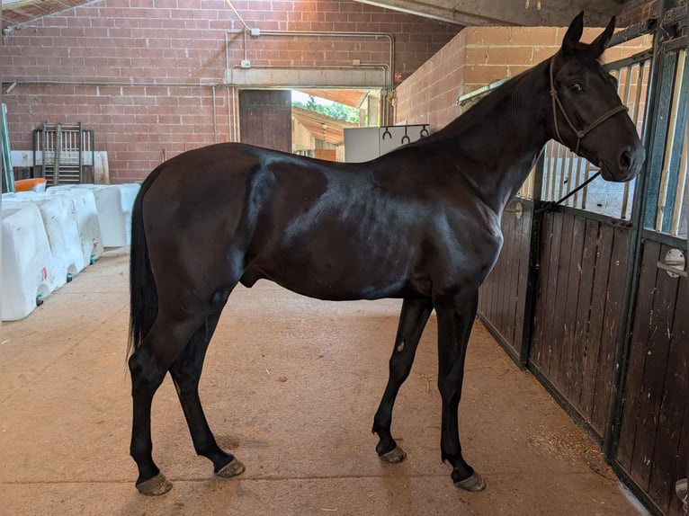 Maremmano Hengst 2 Jaar 170 cm  in solferino