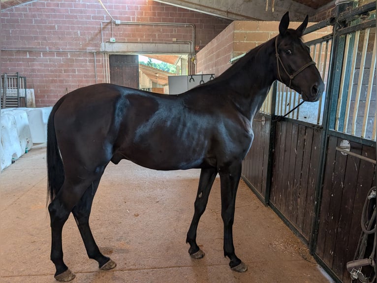 Maremmano Hengst 2 Jaar 170 cm  in solferino
