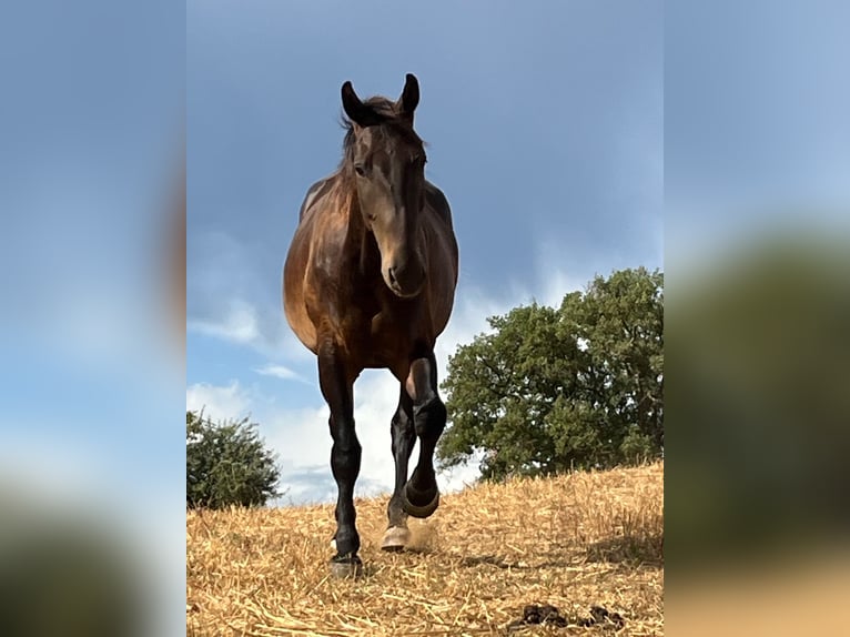 Maremmano Hengst 5 Jahre 161 cm Schwarzbrauner in Istia D'Ombrone